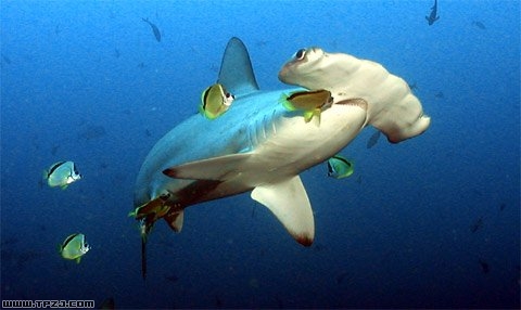  p>双髻鲨又称锤头鲨,是鲨纲,双髻鲨科鱼类的统称.