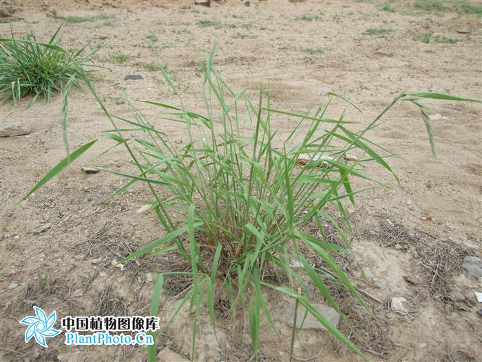  p>秋鹅观草,多年生 a href="#">草本 /a>植物,生于山坡草地.