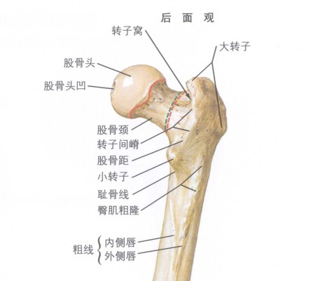 股骨矩