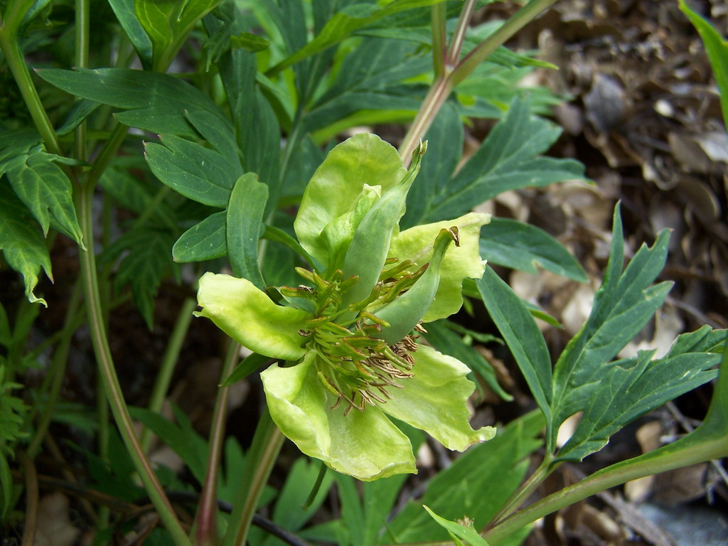 滇牡丹德钦红坡群体