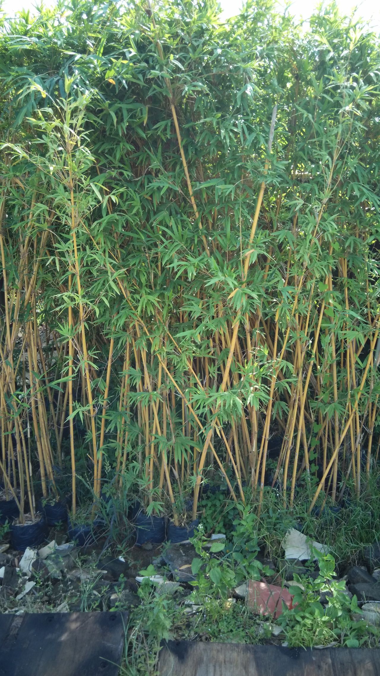 小琴丝竹(小琴丝竹百度百科)