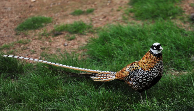  p>白冠长尾雉(学名: i>syrmaticus reevesii /i>)属于鸡形目,雉科,是