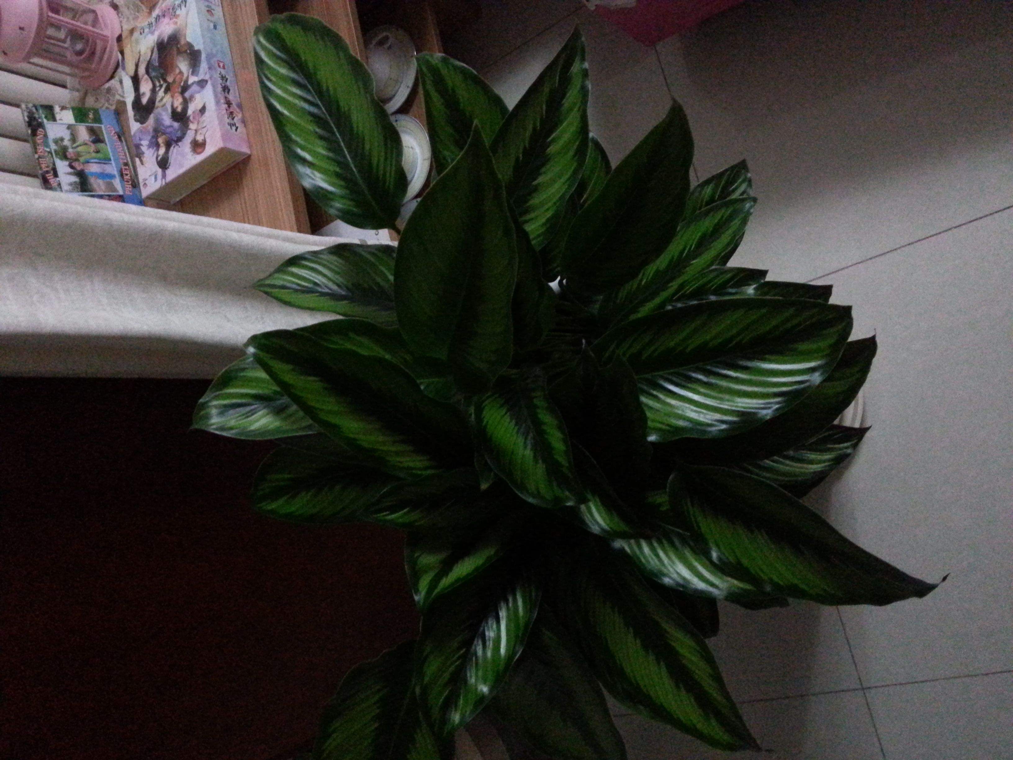 href="/item/肖竹芋属">肖竹芋属 /a>多年生中等大草本植物,株高可达1