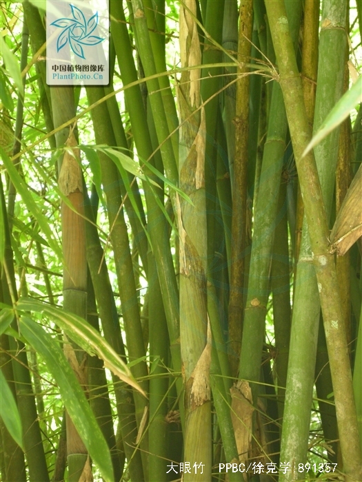  p>大眼竹( a href="#" data-lemmaid="8074290">学名 /a>:bambusa eu
