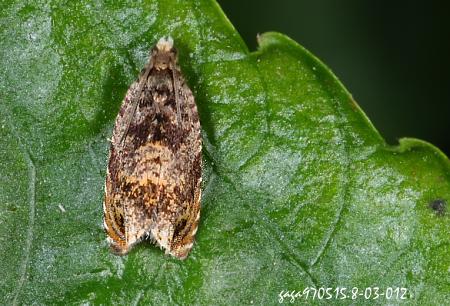  p>松枝小卷蛾,昆虫名,为鳞翅目(lepidoptera) ,卷蛾科(tortricidae )