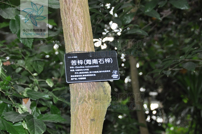 海南石梓海南个体