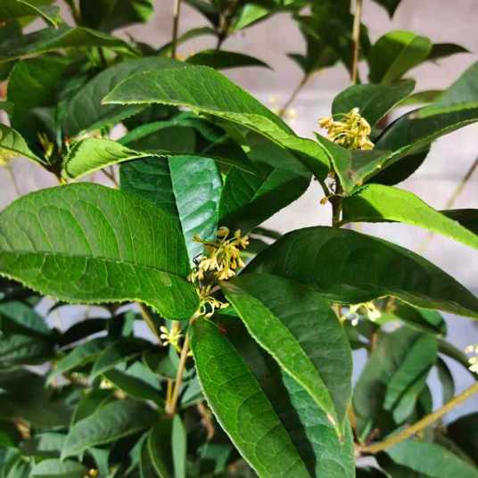 桂花圆叶四季桂_百度百科