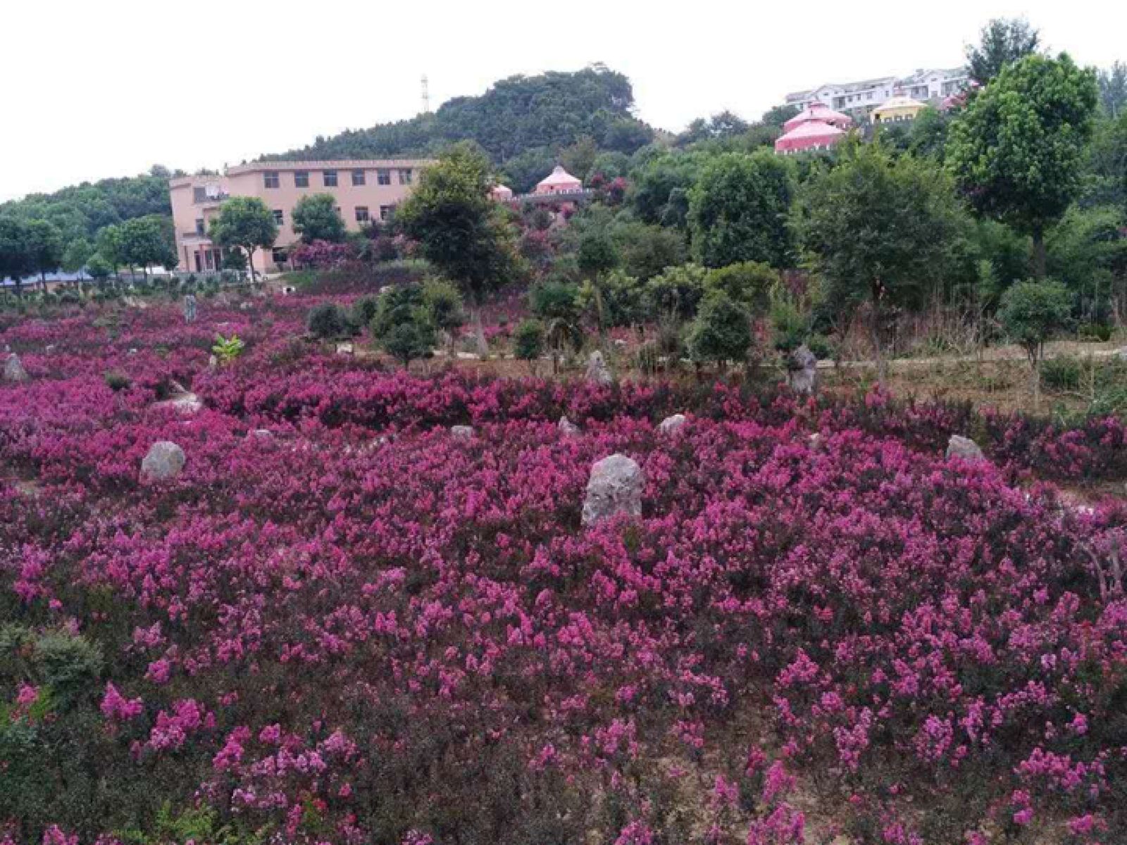  p>花海石林风景区位于武汉市江夏区郑店街纸金路75号,花海石林风景区