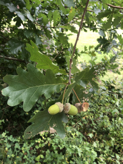 栎属_百度百科