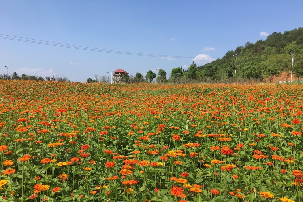 建阳(卧龙湾)武夷花花世界景区