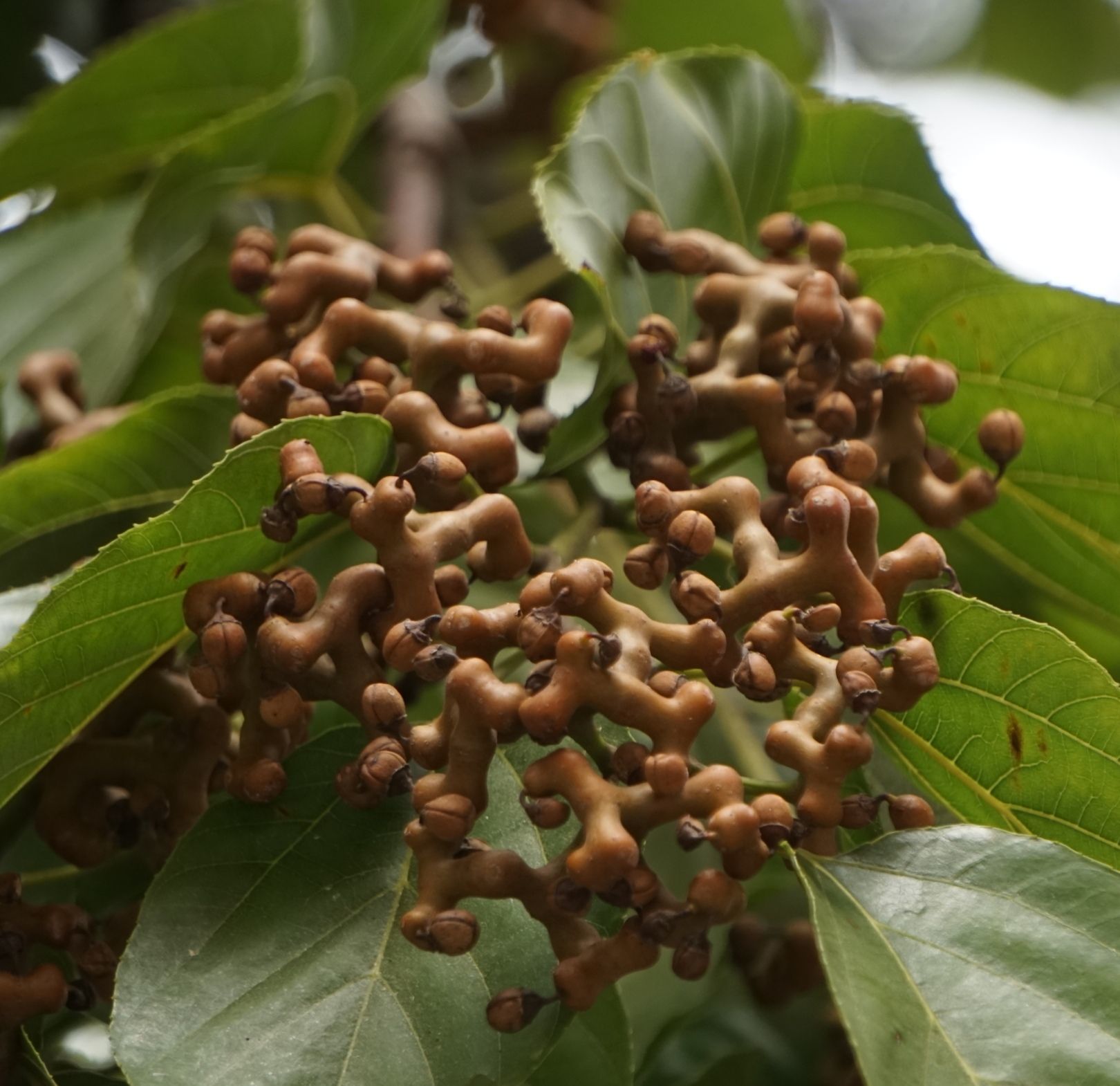 y. wu ex y. l. chen)是鼠李科,枳椇属枳椇的变种.