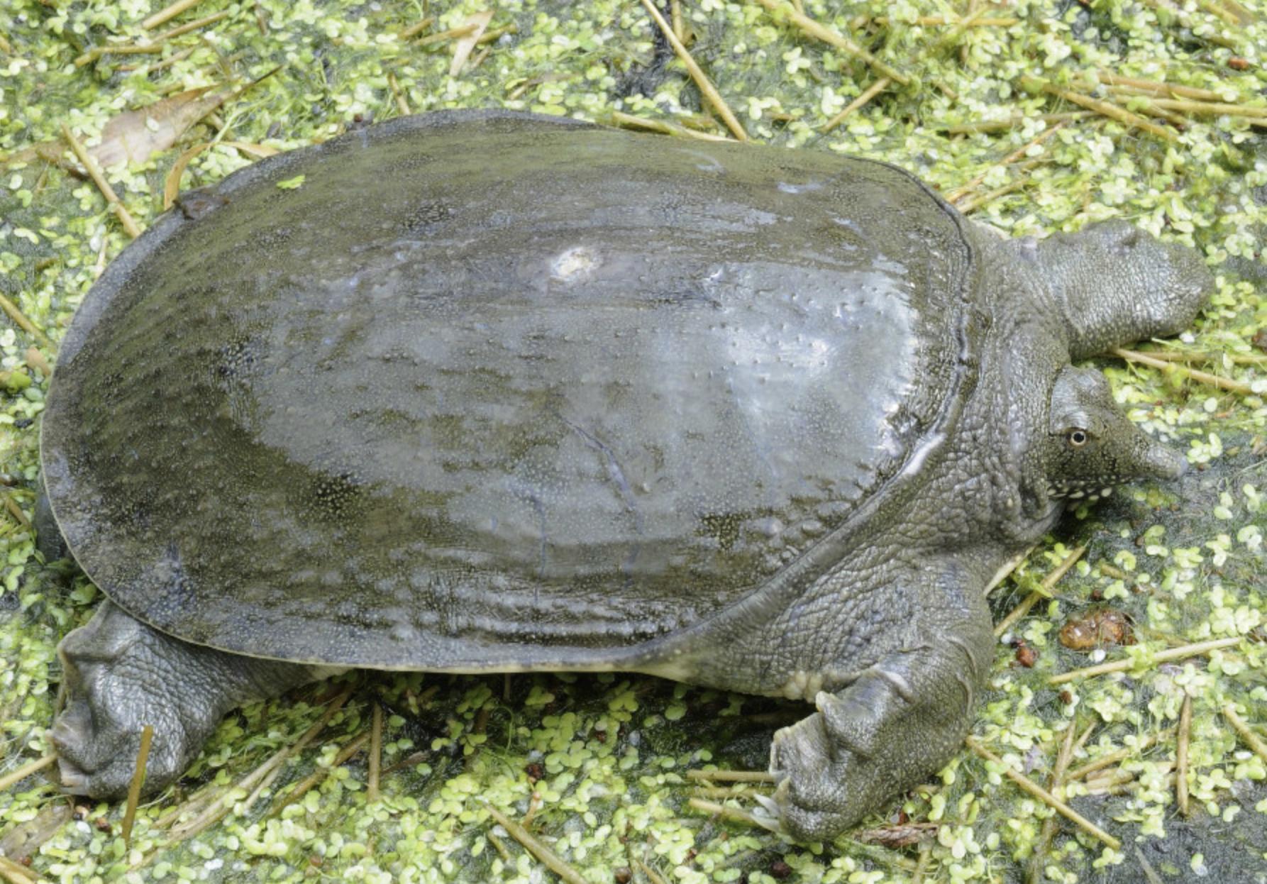  p>鳖(学名: i>pelodiscus sinensis /i>)是鳖科,鳖属动物.