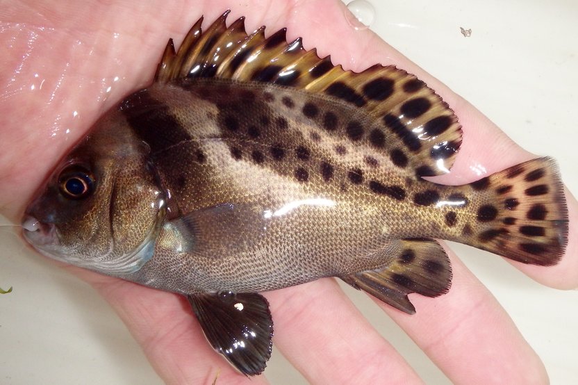 胡椒鲷(学名: i>plectorhinchus cinctus /i>)是石鲈科,胡椒鲷属鱼类