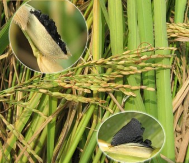  p data-id="gnaw95lpea">水稻粒黑粉病是由狼尾草腥黑粉菌引起的