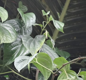 蒌叶（胡椒科胡椒属植物）_百度百科