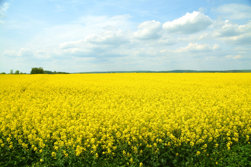  p>欧洲油菜 (学名: i>brassica napus /i> l.