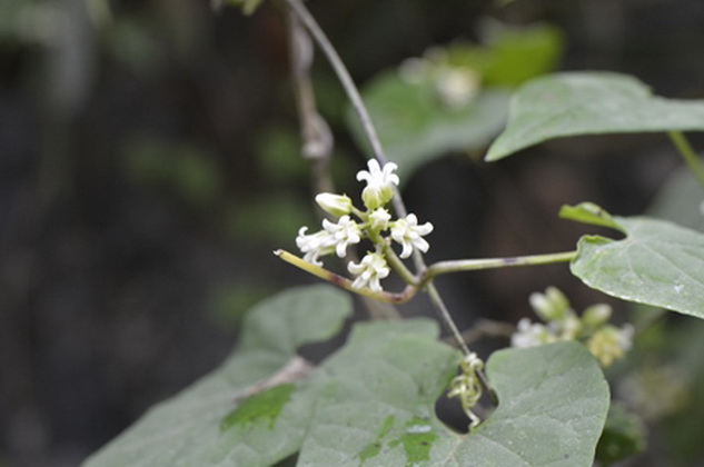  p>昆明杯冠藤(学名: i>cynanchum wallichii /i> wight)是萝藦科