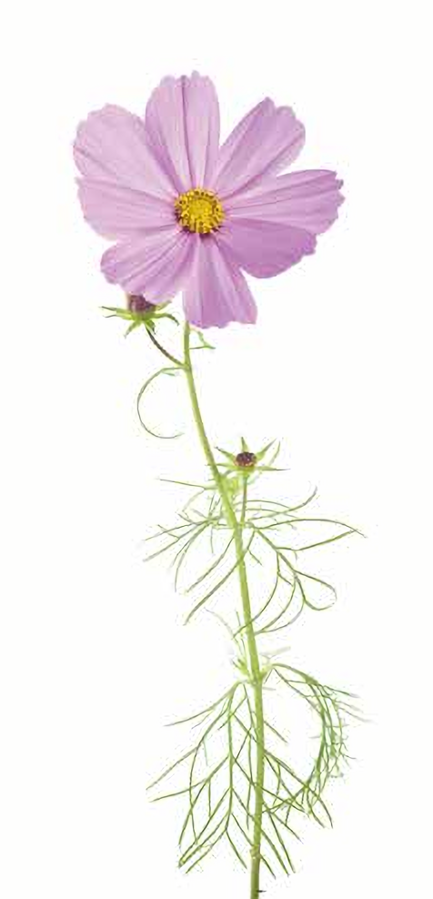 二回羽状深裂;秋英花为头状单生,花苞外层叶呈披针形,淡绿色;花瓣椭圆