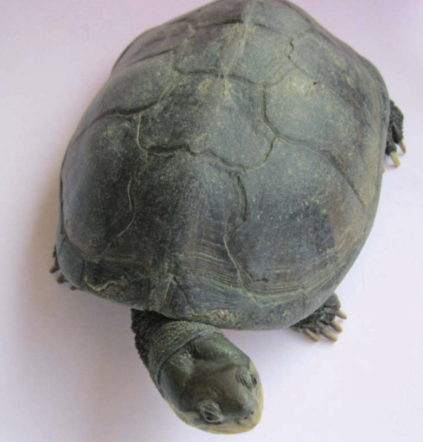  p>艾氏拟水龟(学名: i>mauremys iversoni /i>)是龟科,拟水龟属的