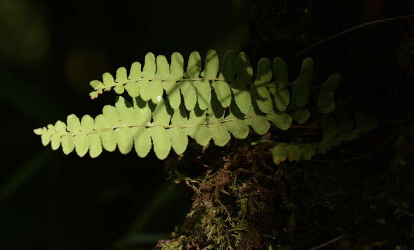  p>东亚岩蕨(学名: i>woodsia intermedia /i> tagawa)是岩蕨科,岩蕨