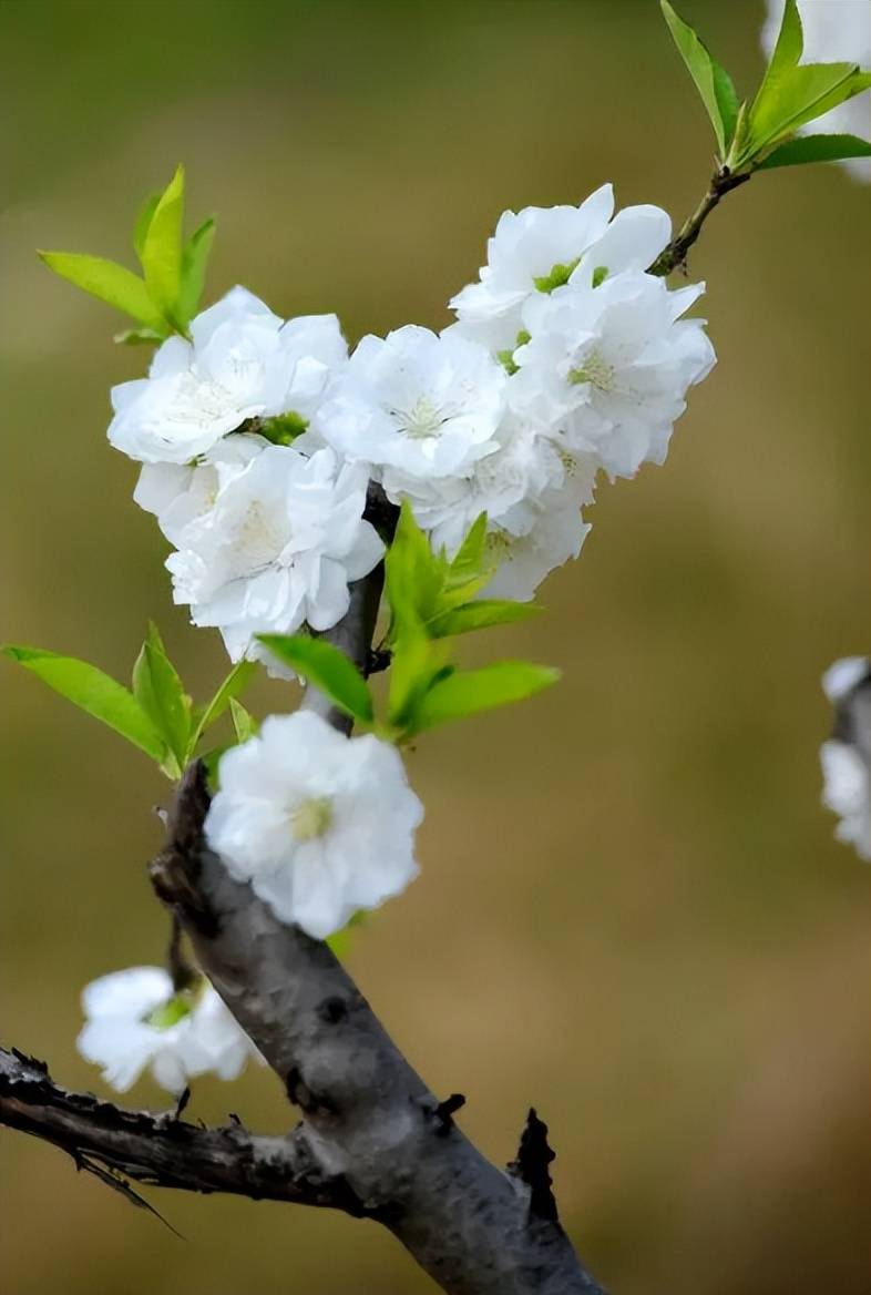 白桃花