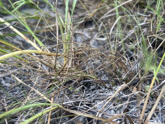 Isoetes butleri_百度百科