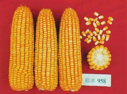 是禾本科,玉蜀黍属一年生草本植物,俗称玉米.