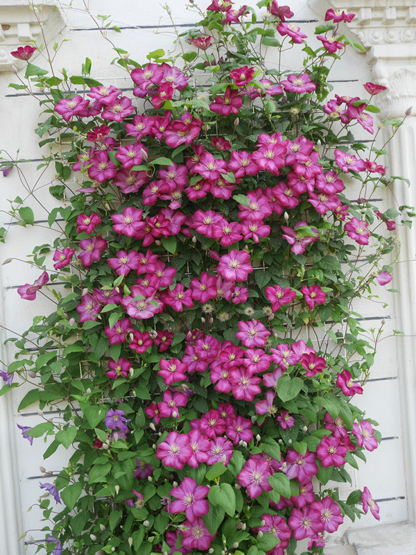 一款很耐寒的铁线莲 东北露养无压力 花多花期长 适合北方花友 百科ta说