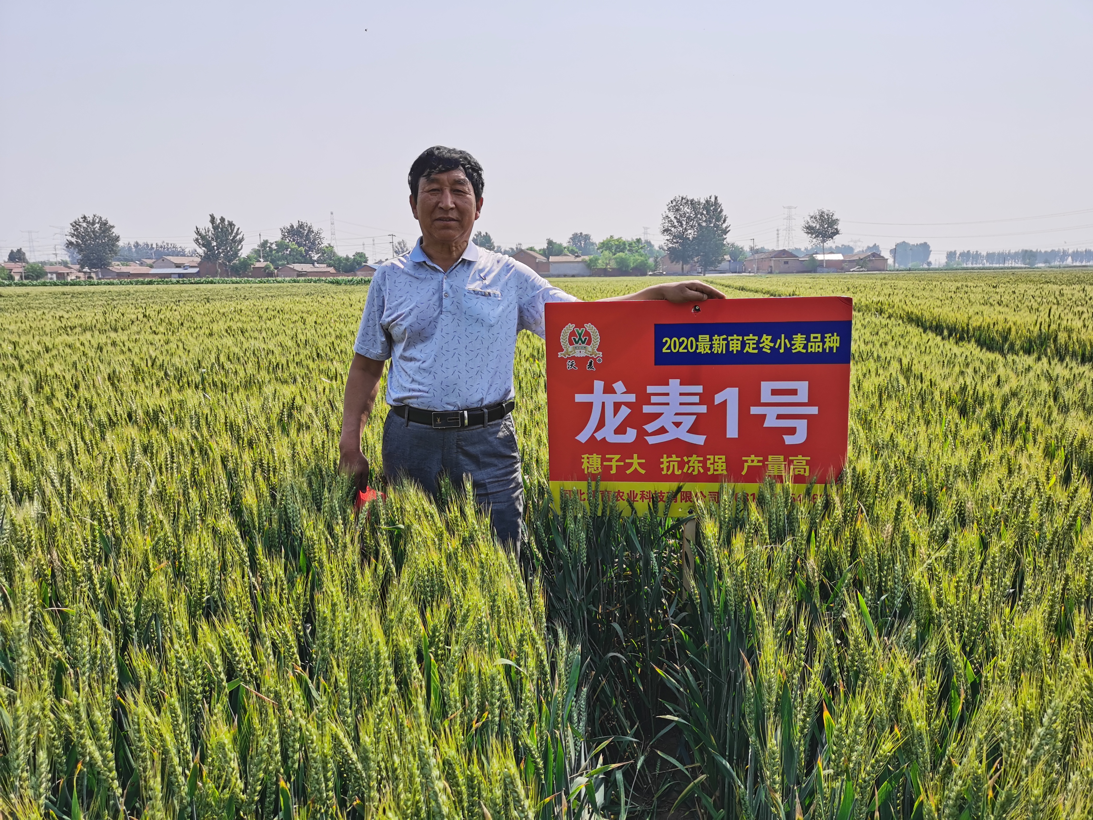 龙麦1号是小麦品种. 审定编号是晋审麦20190012.