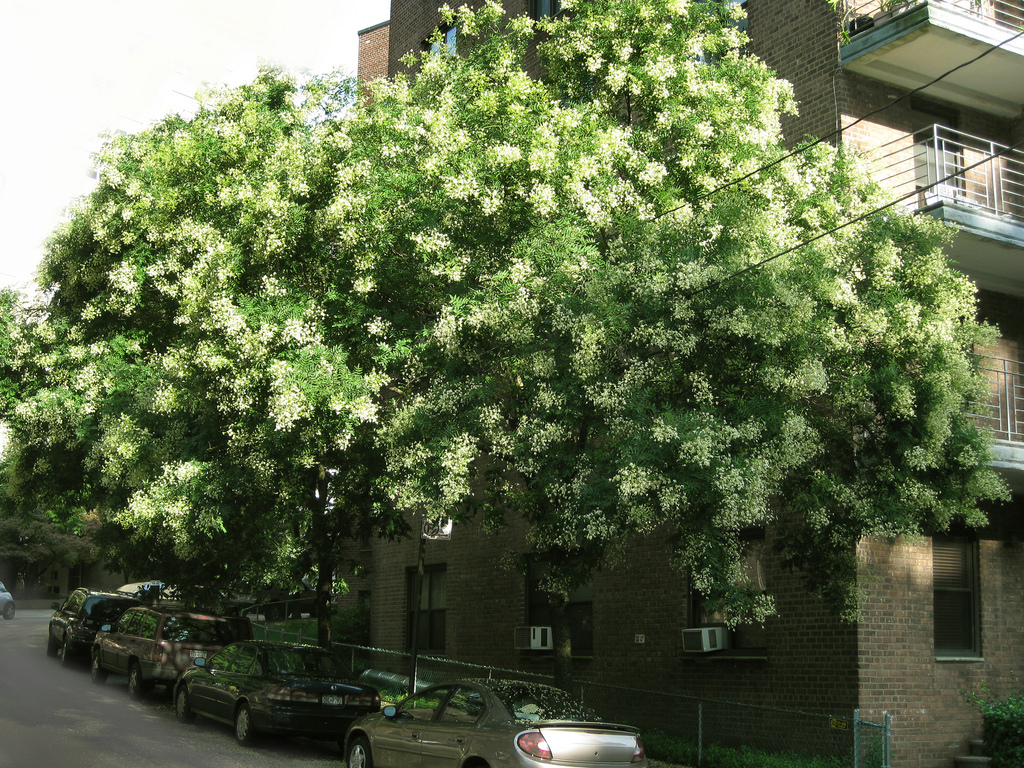  p>豆科槐属 a target="_blank" href="/item/落叶乔木/5201871" data