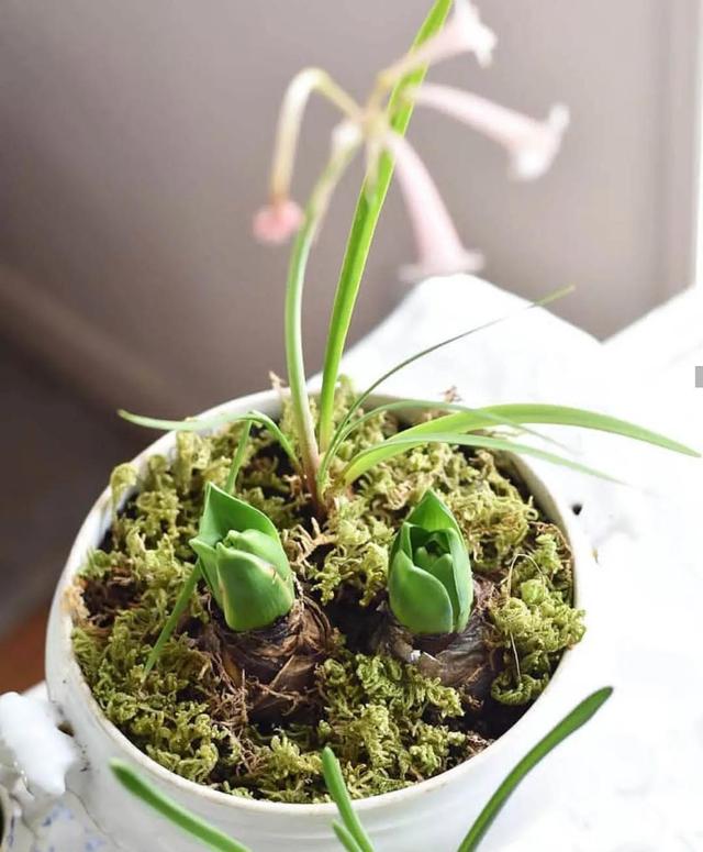 丢进土里就能活的球根花卉 随便种几颗 一年花开不断 百科ta说