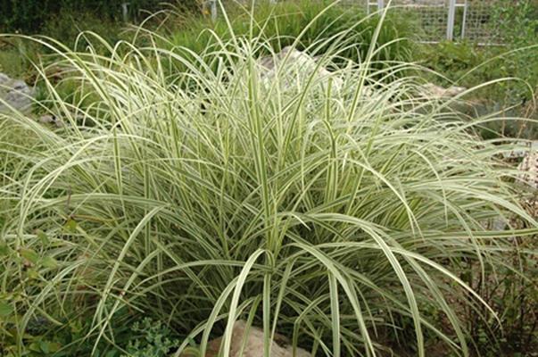  p>野青茅(学名: i>deyeuxia pyramidalis /i> (host) veldkamp)是