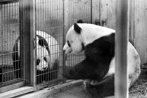 大熊猫康康（中国赠送给日本的大熊猫）_百度百科