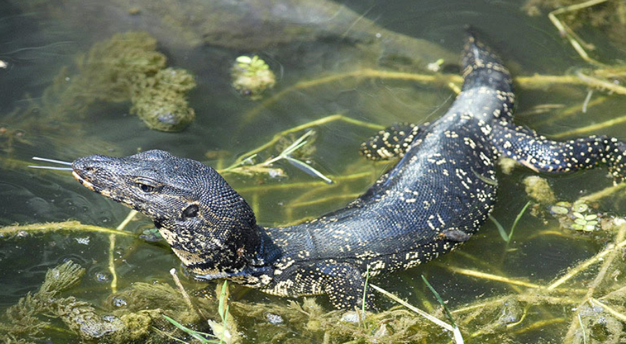  p>圆鼻巨蜥(学名: i>varanus salvator /i>)是巨蜥科,巨蜥属动物.
