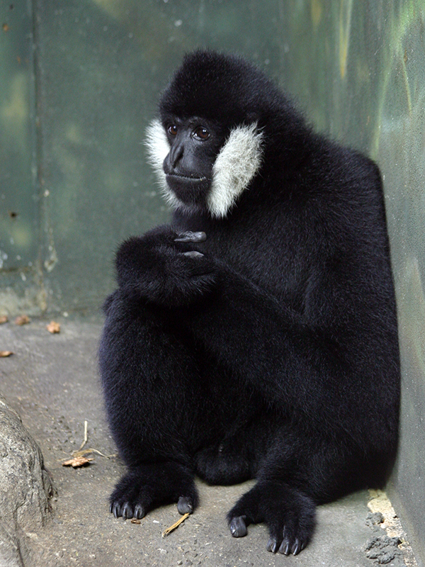  p>东黑冠长臂猿(学名: i>nomascus nasutus /i>):是长臂猿科,黑冠