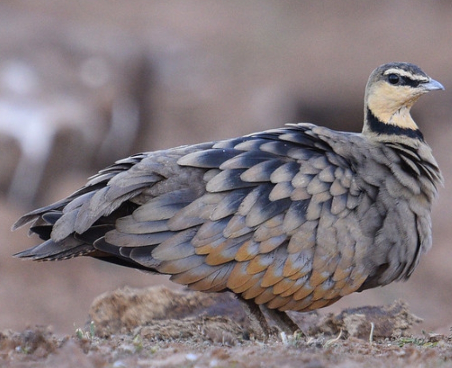 yellow-throated sandgrouse
