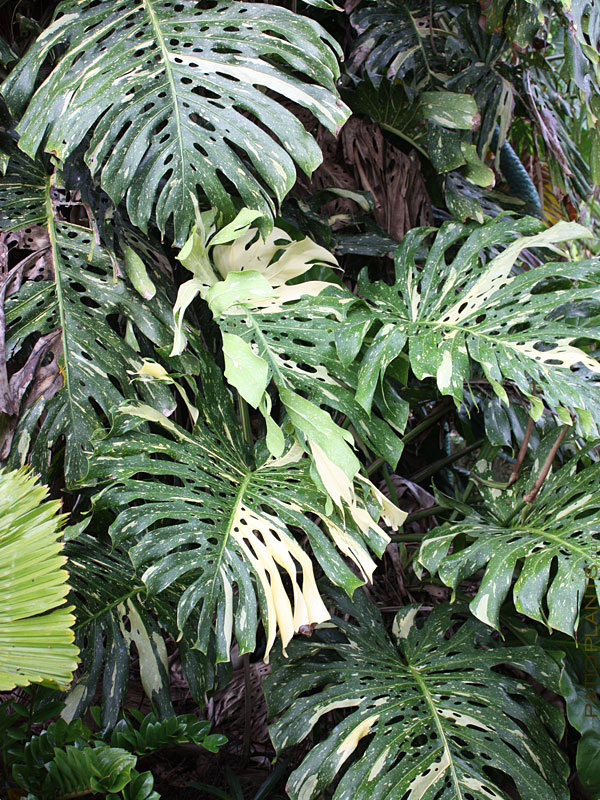 39;variegata' /i>)是天南星科,龟背竹属,龟背竹的栽培品种