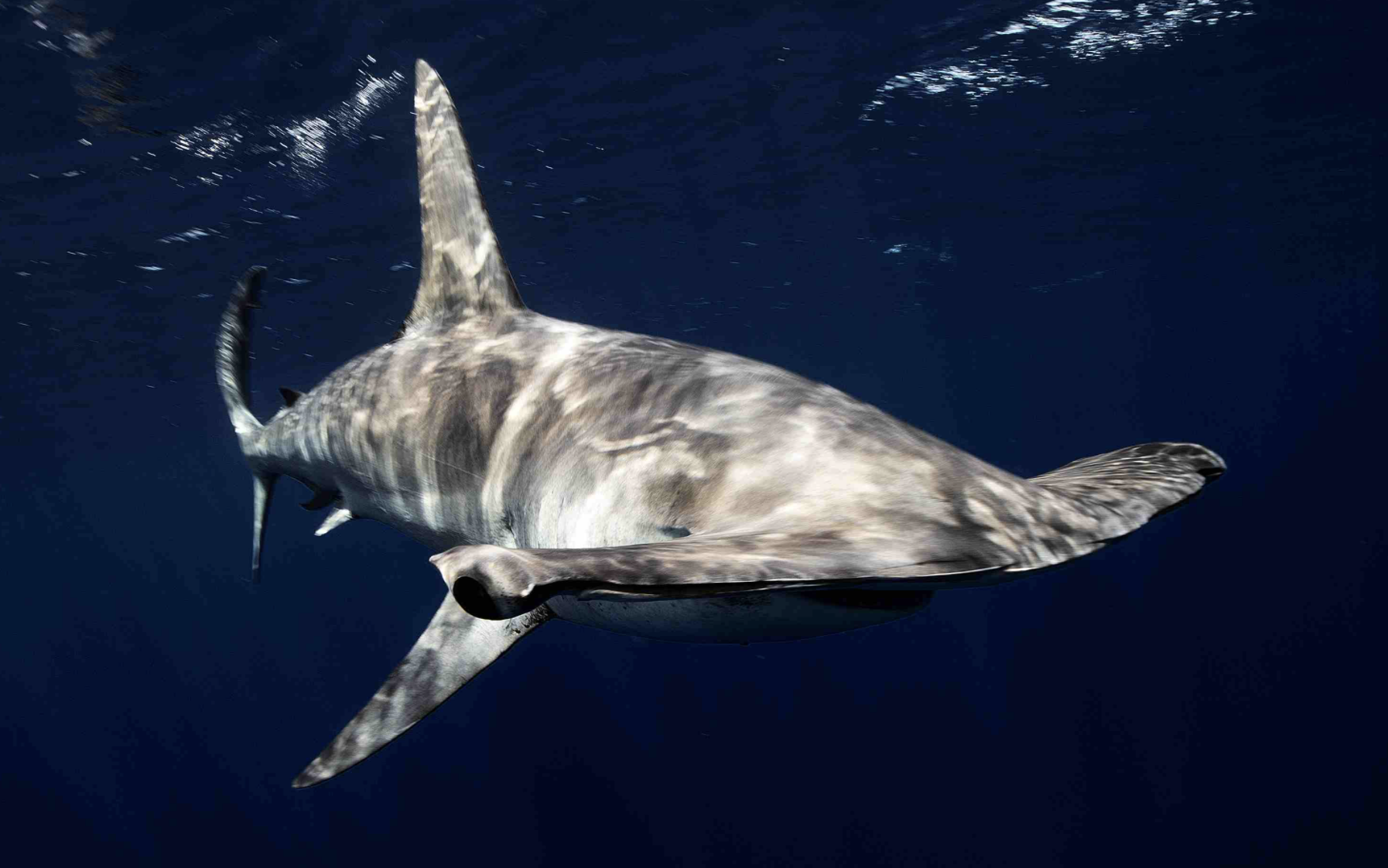  p>锤头双髻鲨(学名: i>sphyrna zygaena /i>)是双髻鲨科,双髻鲨属的