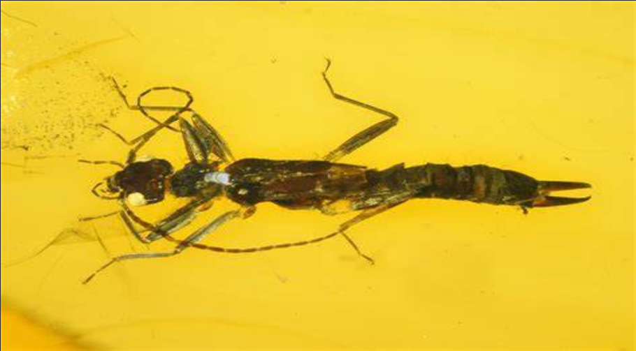  p>藏单突丝尾螋( i>haplodiplatys tibetanus 