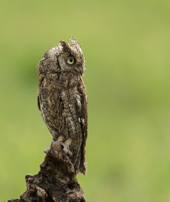 eurasian scops-owl