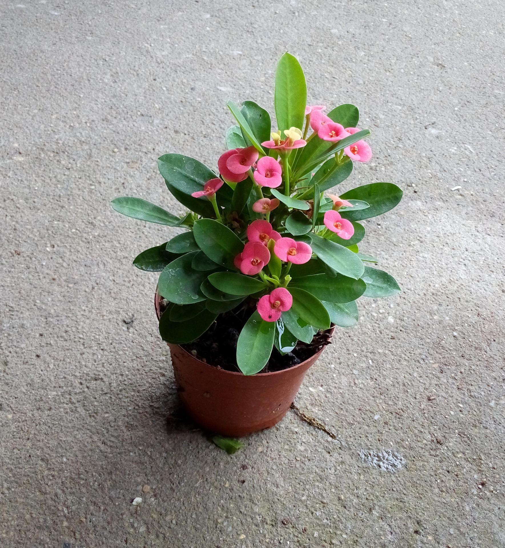 红花铁海棠林业职业技术学院群体