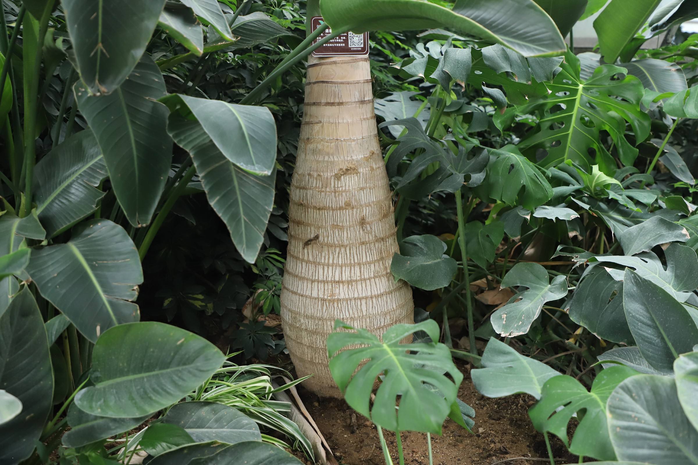  p data-id="tzqjhelx4h7i">酒瓶椰为棕榈科椰子属植物.