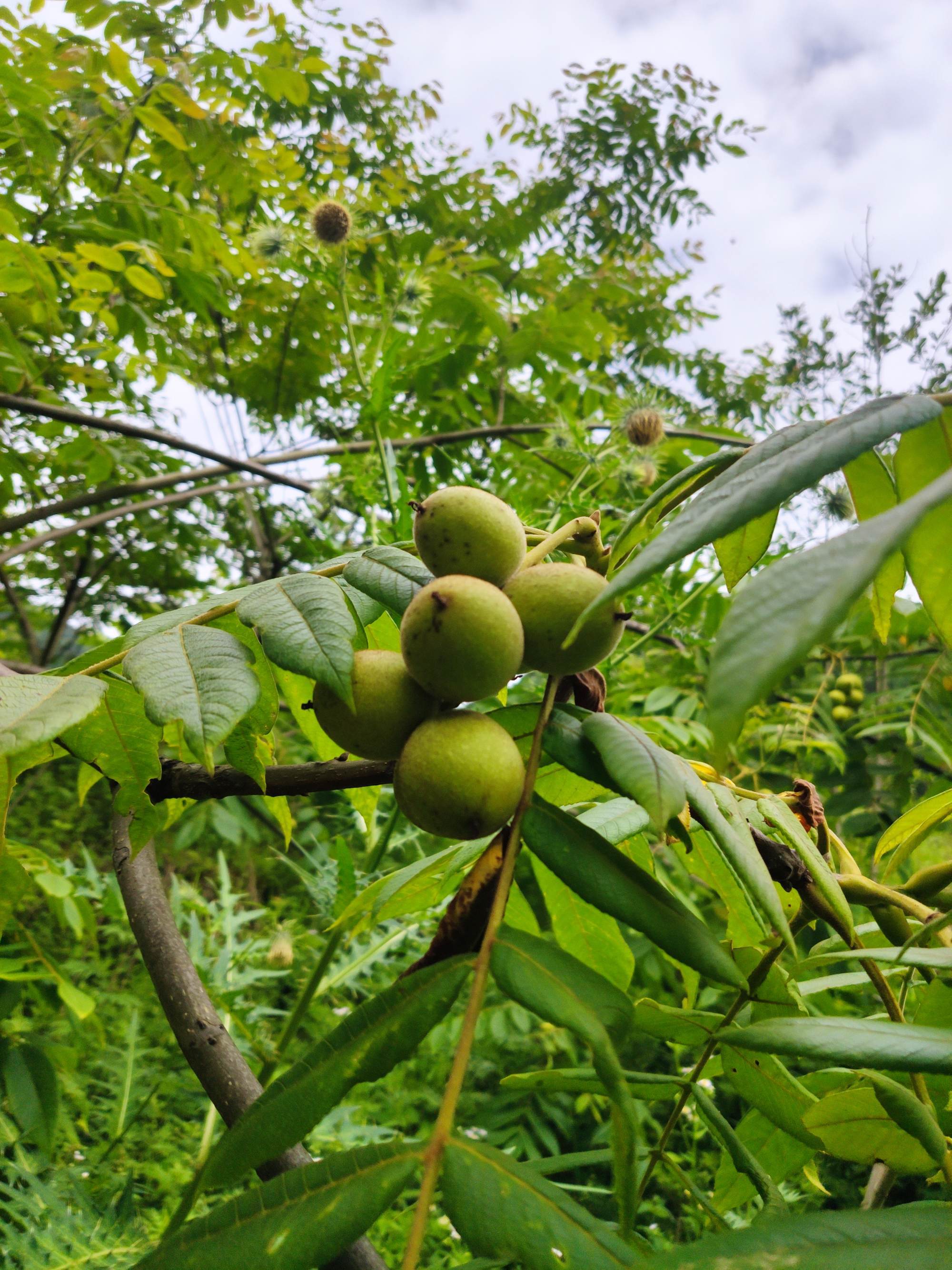 cathayensis dode),别名山核桃