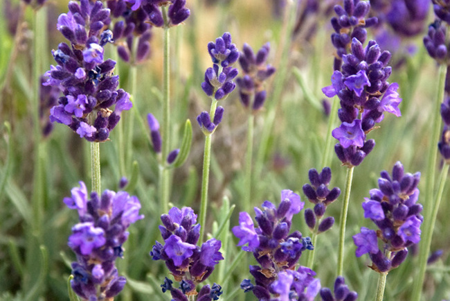  p>薰衣草(拉丁学名:lavandula angustifolia mill.