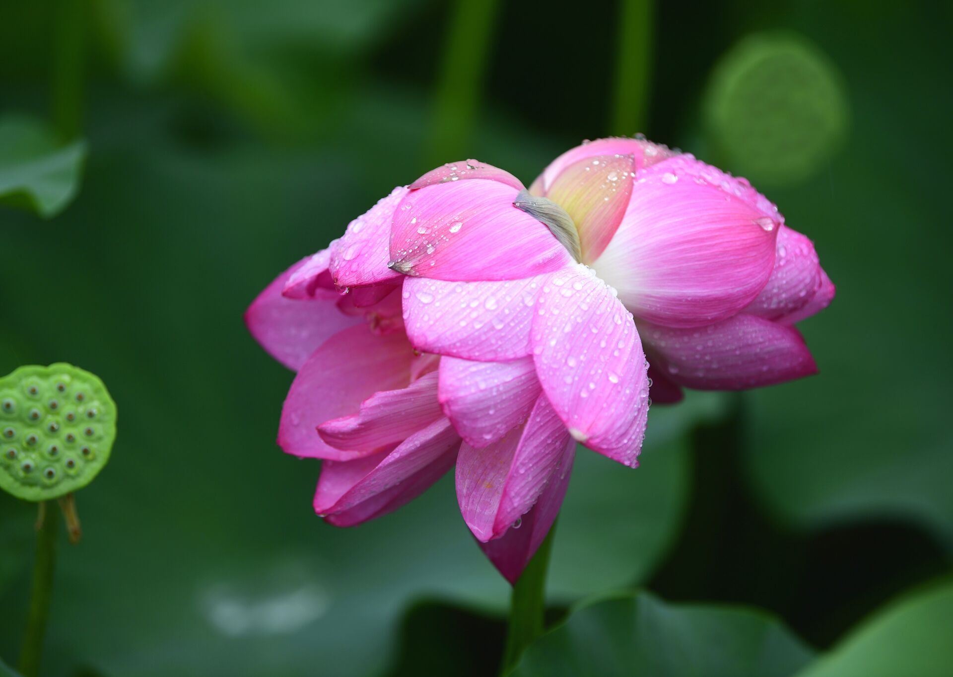 并蒂莲花