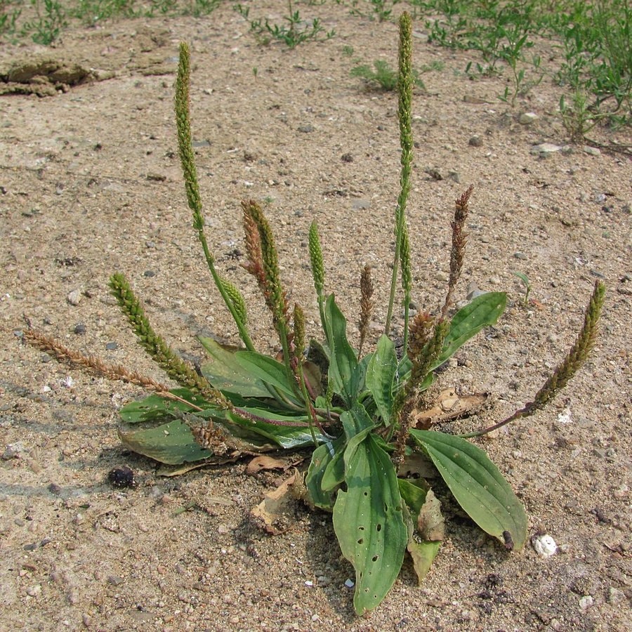  p>平车前(学名: i>plantago depressa  /i>willd.