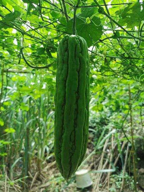  p>琼2号苦瓜 是一种植物,适合广东,广西,海南等地推广种植. /p>