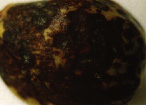 枇杷胡麻色斑点病