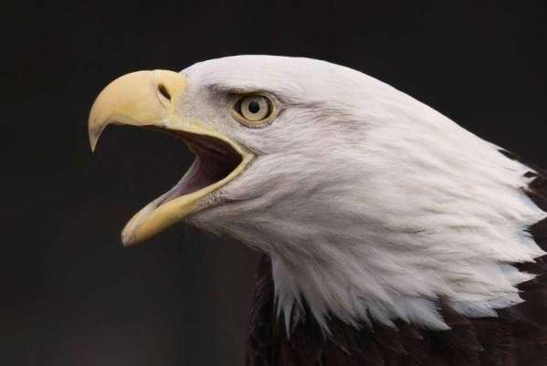  p>鹰雕狼(yingdiaolang)品牌隶属义乌威马逊商贸有限公司,始于2007年