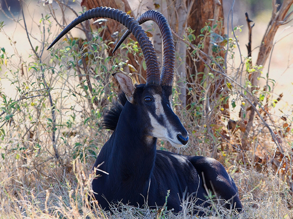  p>国兽( b>national animals /b>):与 a href